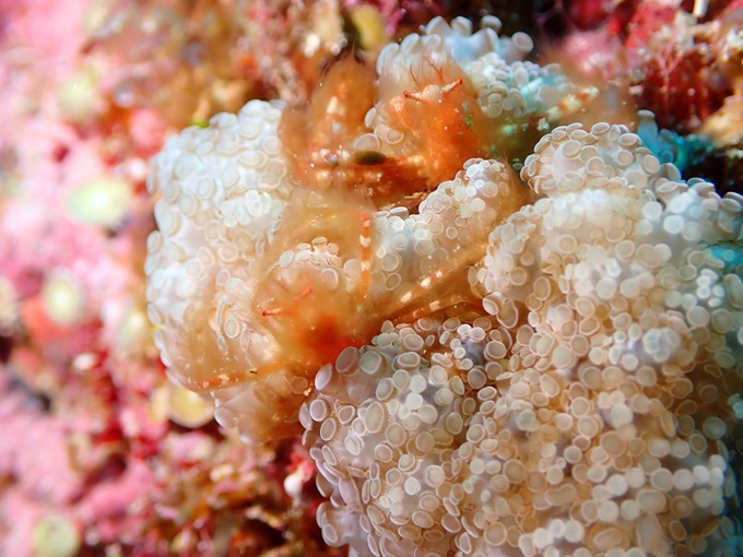 ミナミクモガニ