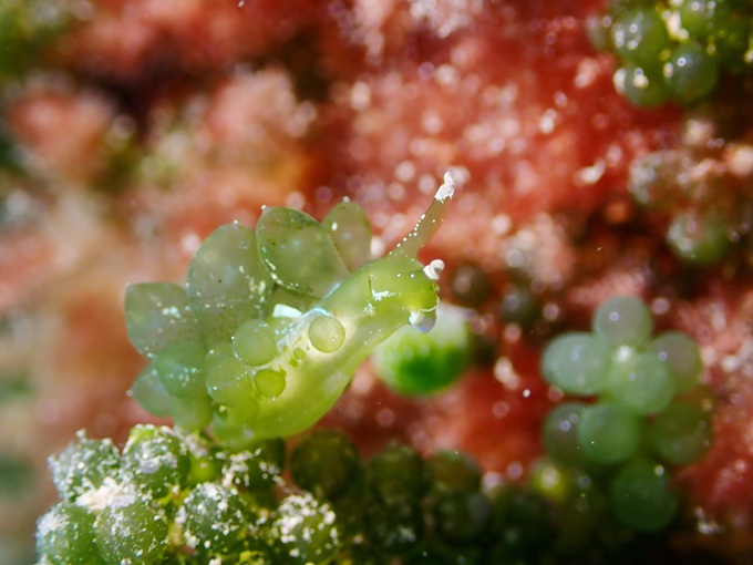 タマミルウミウシ