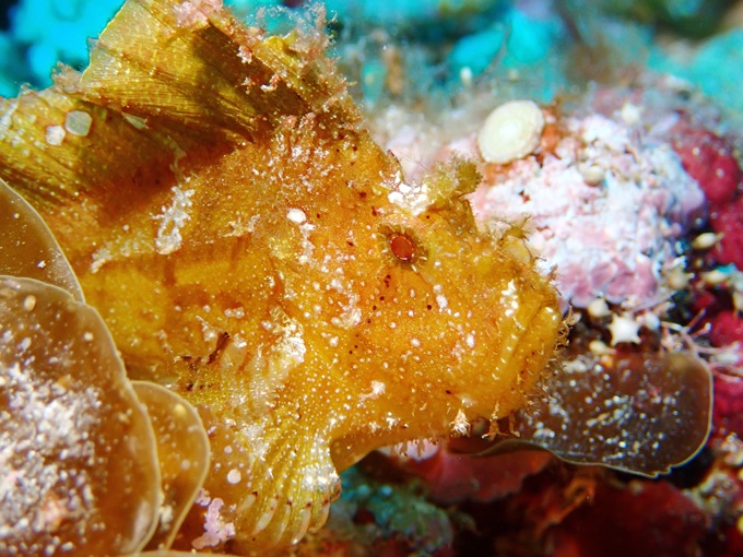 ハダカハオコゼ