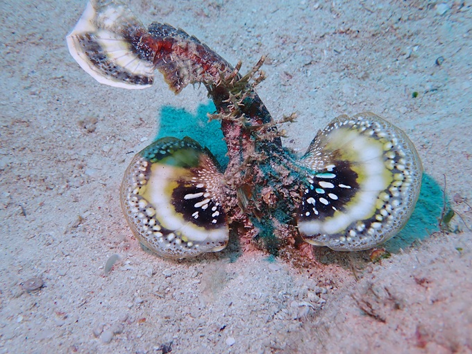 ヒメオニオコゼ