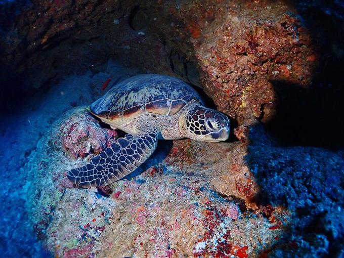 ウミガメ
