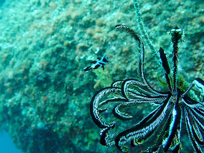 マダラタルミ