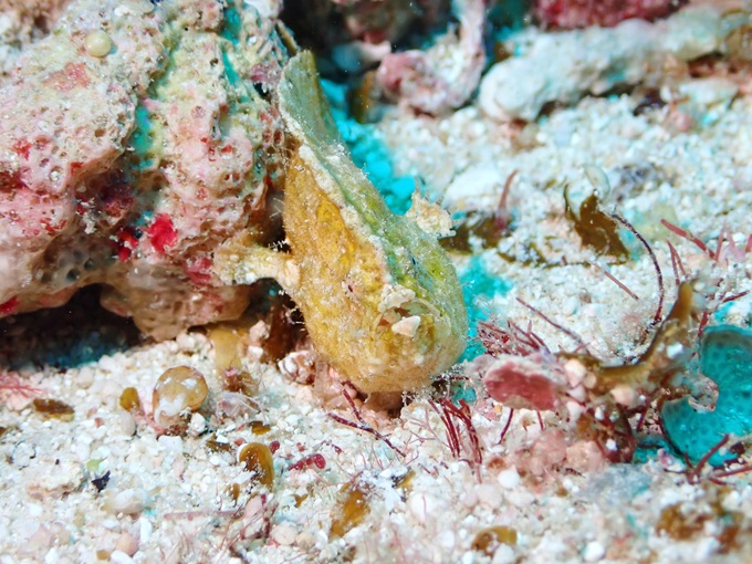 ヒメヒラタカエルアンコウ