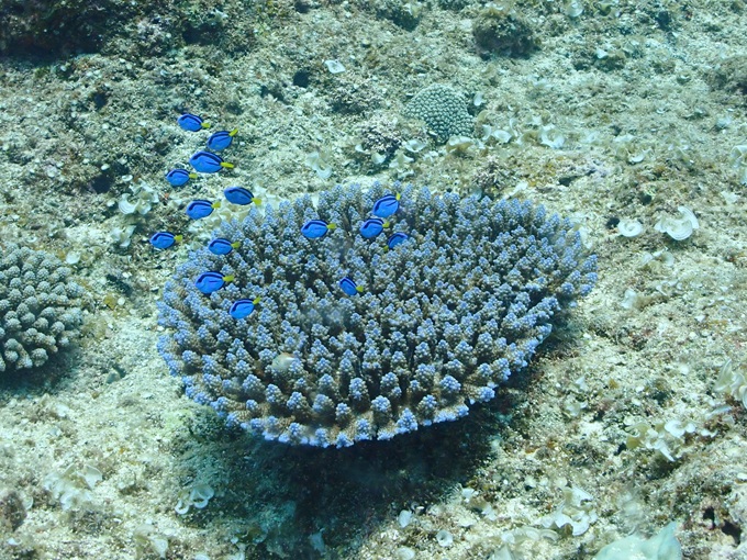 ナンヨウハギ