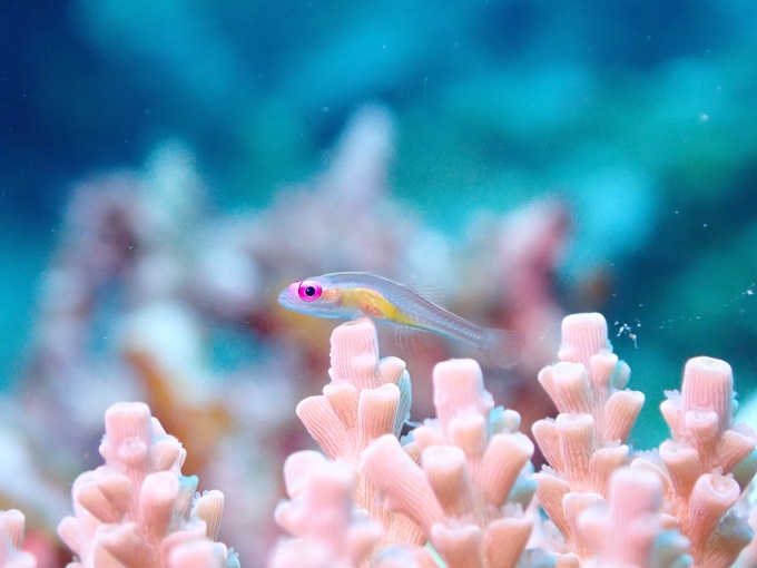 アカメハゼ