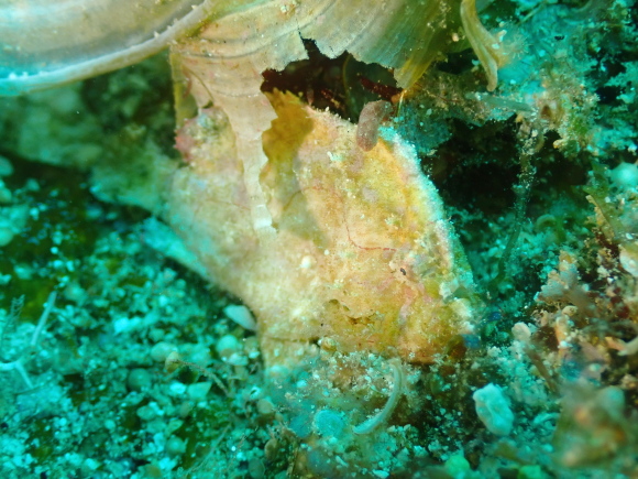 ヒメヒラタカエルアンコウ