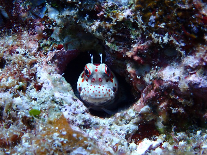 モンツキカエルウオ