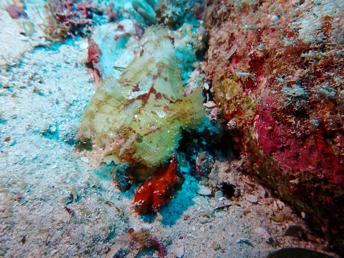 ハダカハオコゼ