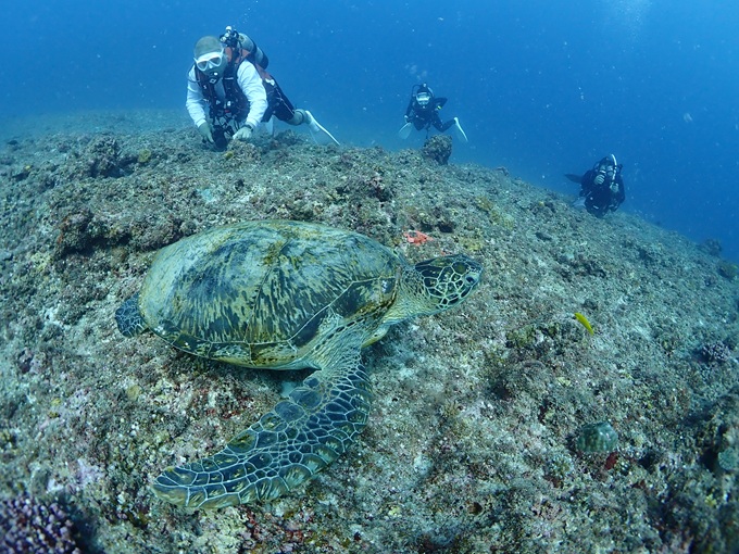 ウミガメ