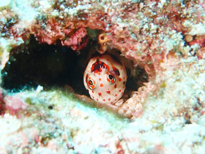 モンツキカエルウオ