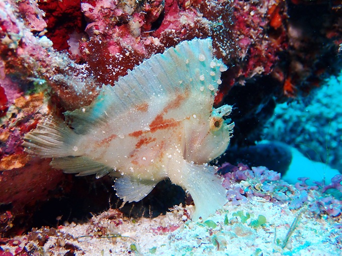 ハダカハオコゼ
