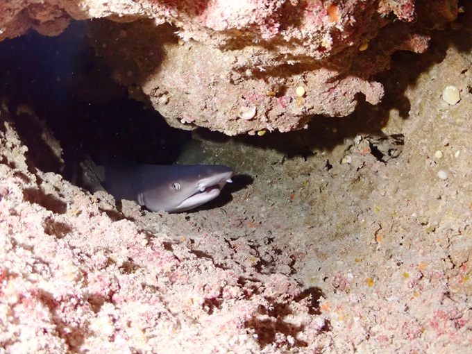 ネムリブカ