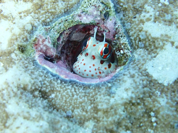 モンツキカエルウオ